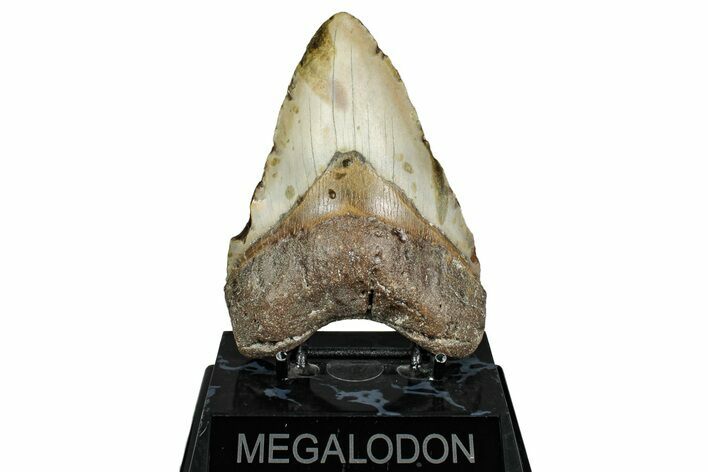 Fossil Megalodon Tooth - North Carolina #344060